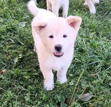 akita-inu-steniatka-big-4