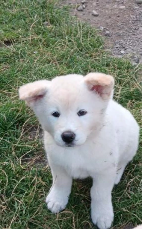 akita-inu-steniatka-big-3