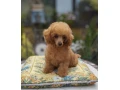 pudel-pudlik-toy-small-2