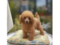 pudel-pudlik-toy-small-0