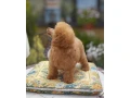 pudel-pudlik-toy-small-4