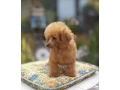 pudel-pudlik-toy-small-3