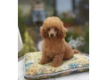 pudel-pudlik-toy-small-1