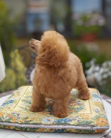 pudel-pudlik-toy-big-4