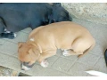 pitbull-small-1
