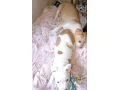 pitbull-small-2
