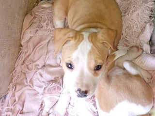 pitbull