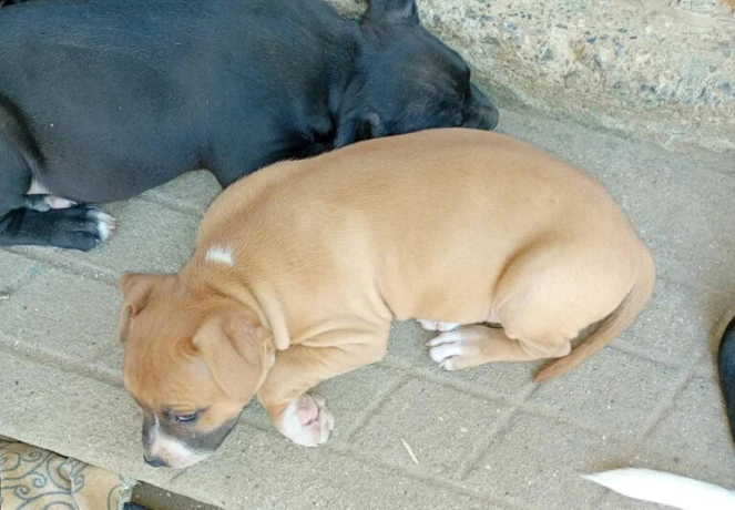 pitbull-big-1