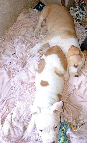 pitbull-big-2