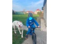 darujem-staforda-small-4