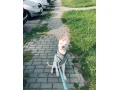 darujem-staforda-small-1