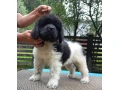 novofundlandsky-pes-small-0
