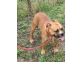 kontinentalny-bulldog-small-0