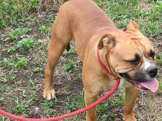 kontinentalny-bulldog
