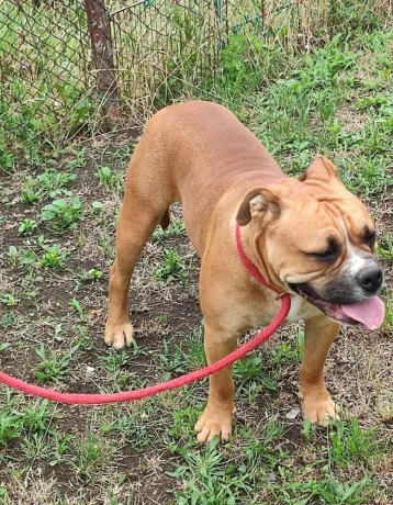 kontinentalny-bulldog-big-0