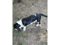 baset-basset-hound-small-3