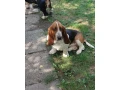 baset-basset-hound-small-2