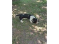 baset-basset-hound-small-1