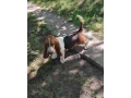 baset-basset-hound-small-4