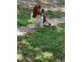 baset-basset-hound-small-0