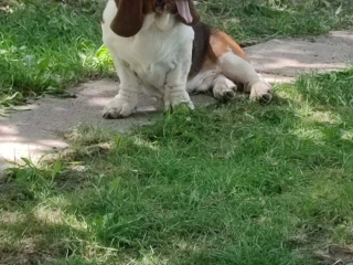 baset-basset-hound