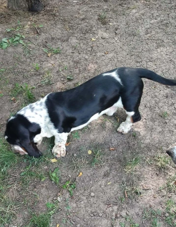 baset-basset-hound-big-3