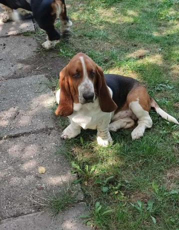 baset-basset-hound-big-2