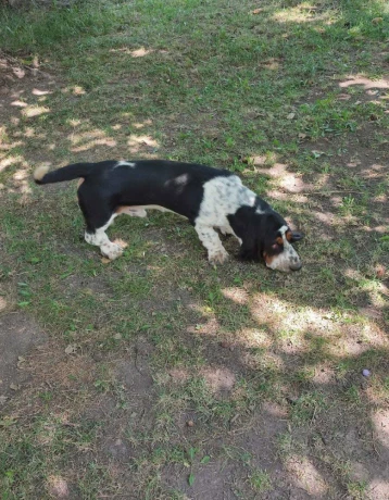 baset-basset-hound-big-1
