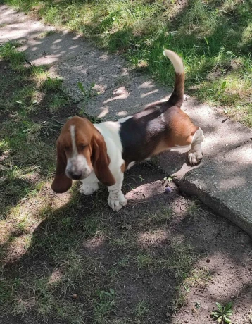 baset-basset-hound-big-4