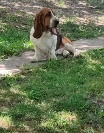baset-basset-hound-big-0