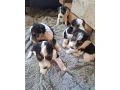 foxterier-hrubosrsty-steniatka-small-0