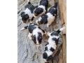 foxterier-hrubosrsty-steniatka-small-1