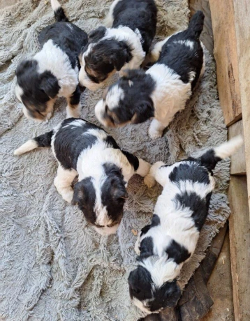 foxterier-hrubosrsty-steniatka-big-1