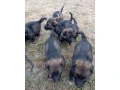 nemecky-ovciak-steniatka-small-4