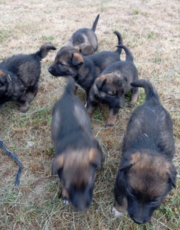 nemecky-ovciak-steniatka-big-4