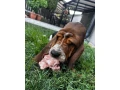 baset-small-3
