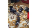americky-stafordsirsky-terier-small-1