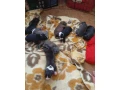 americky-stafordsirsky-terier-small-0