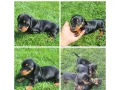jazvecik-small-1