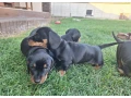 jazvecik-small-4