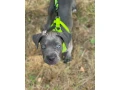 cane-corso-small-0