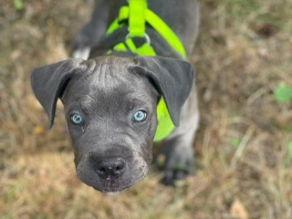 cane-corso