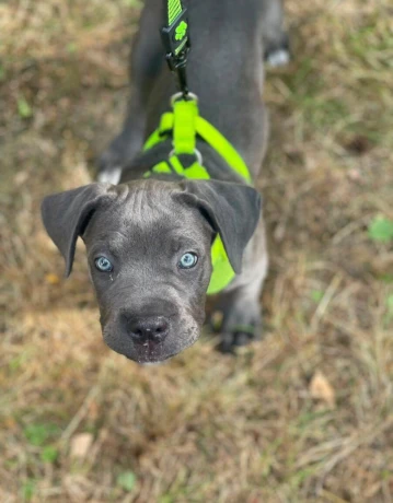 cane-corso-big-0