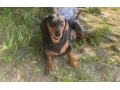jazvecik-small-2