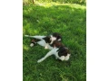 maciatka-small-0