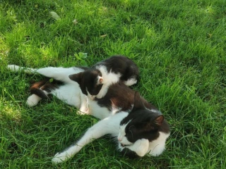 maciatka