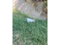 maciatko-small-1