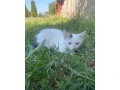 maciatko-small-0