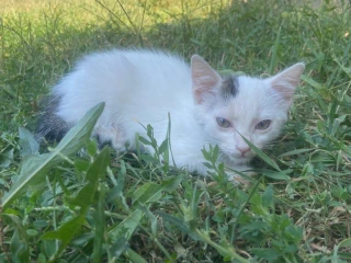maciatko