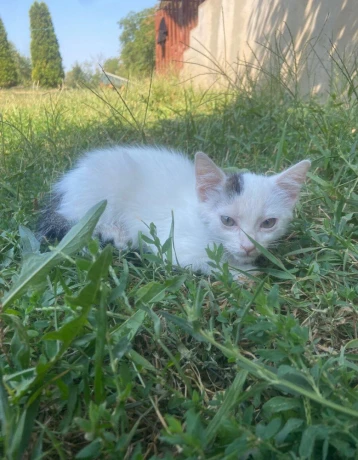 maciatko-big-0